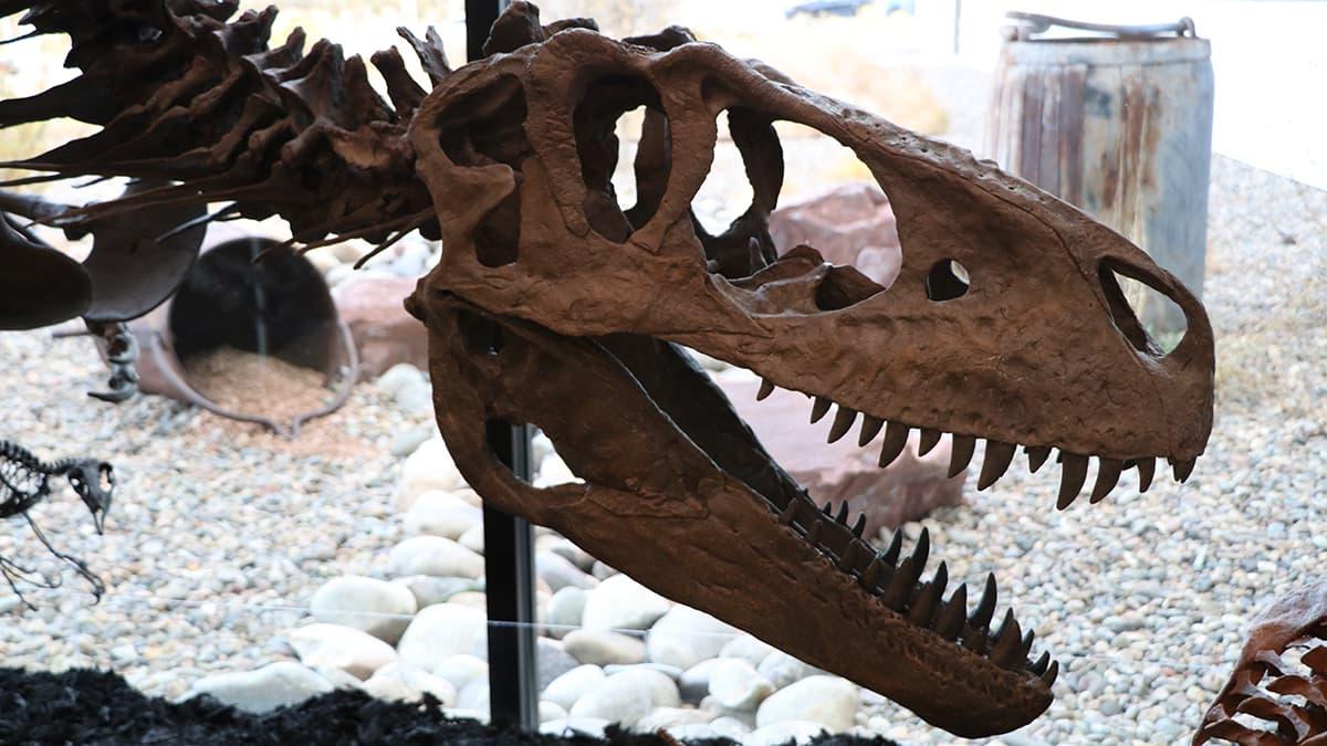 Dinosaur Fossil in the Dugan博物馆